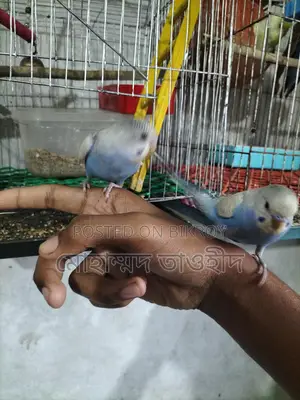Budgerigar Bird Family