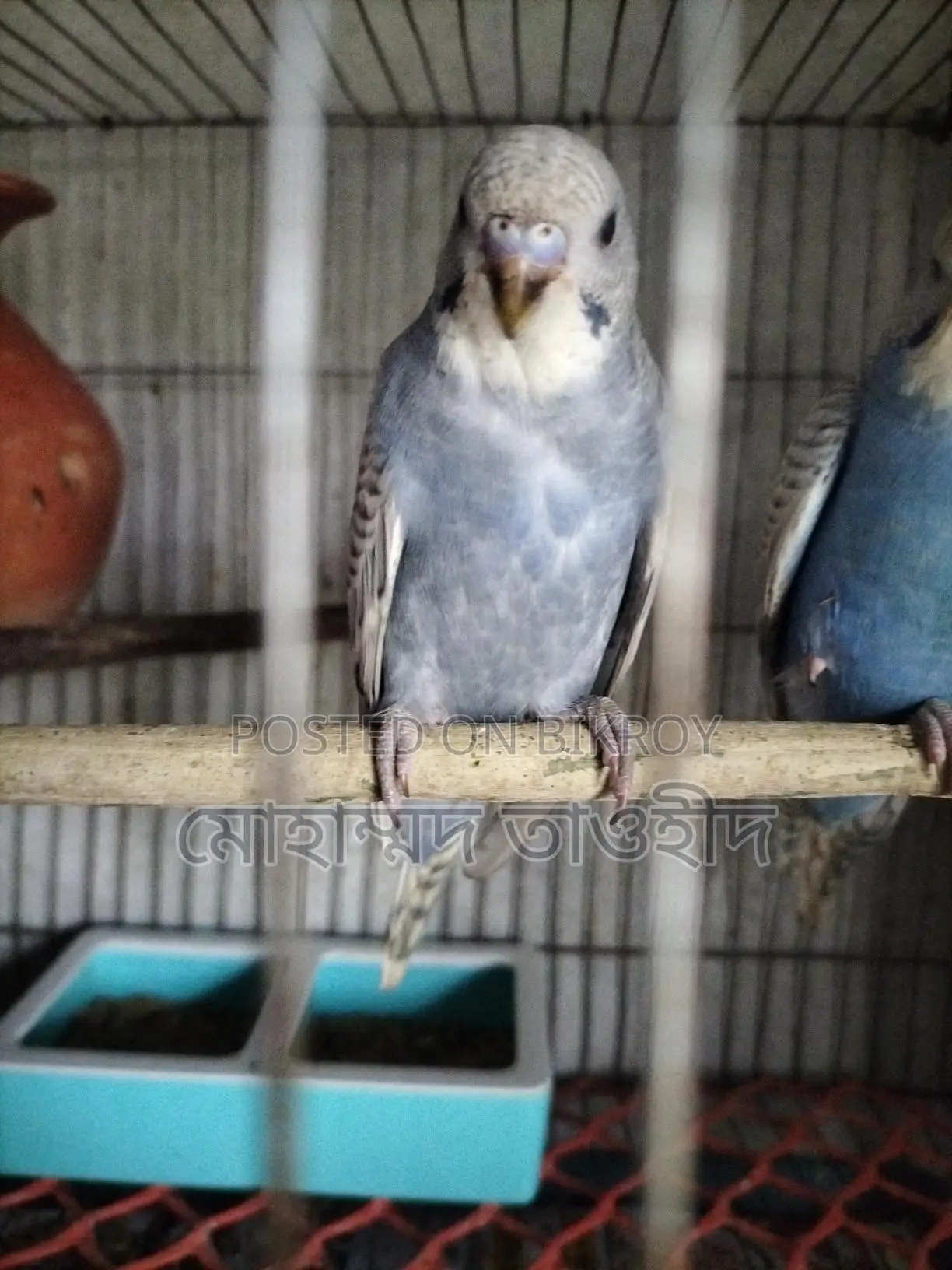 Budgerigar Bird Family