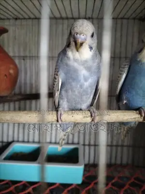 Budgerigar Bird Family