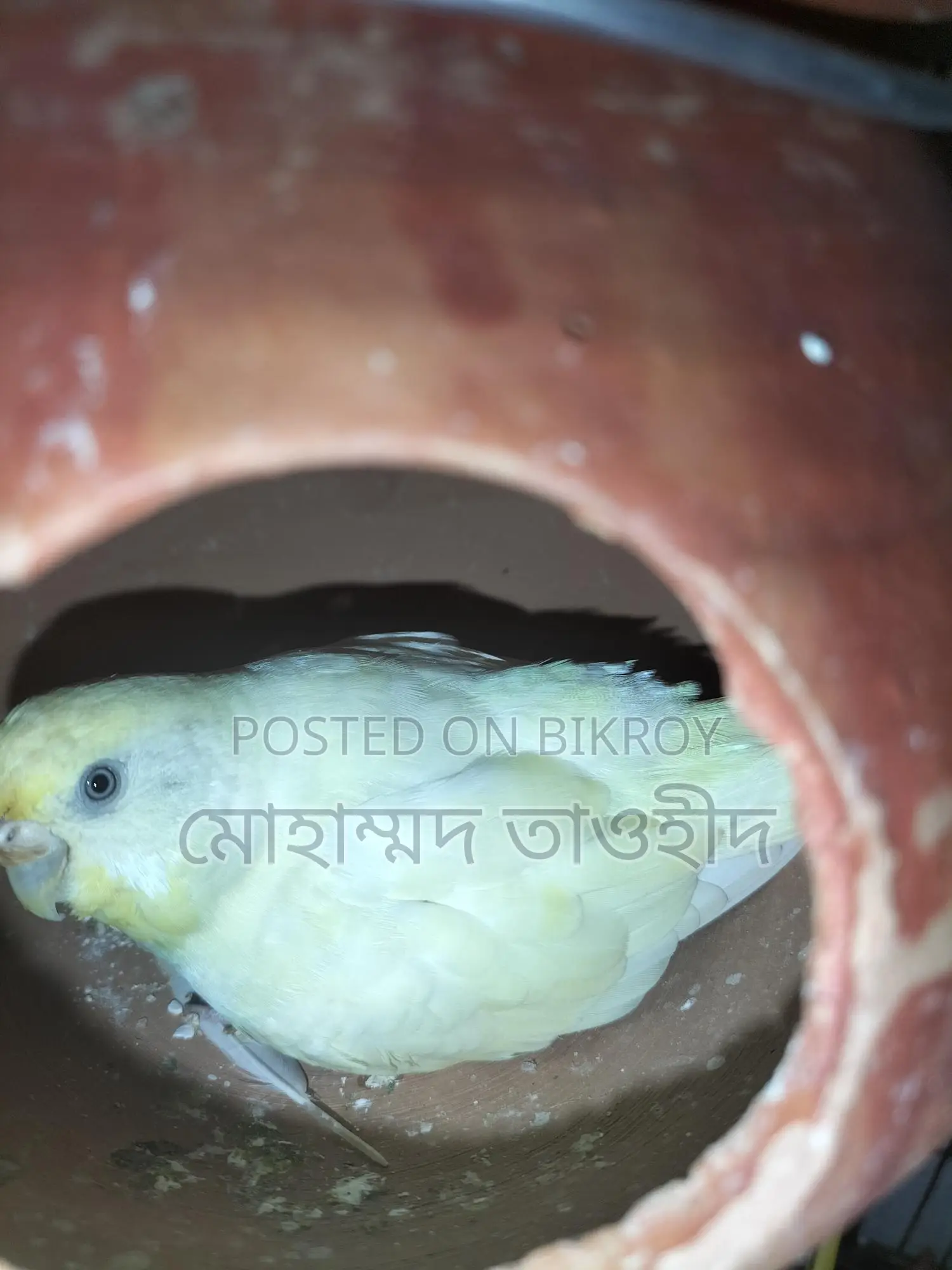 Budgerigar Bird Family