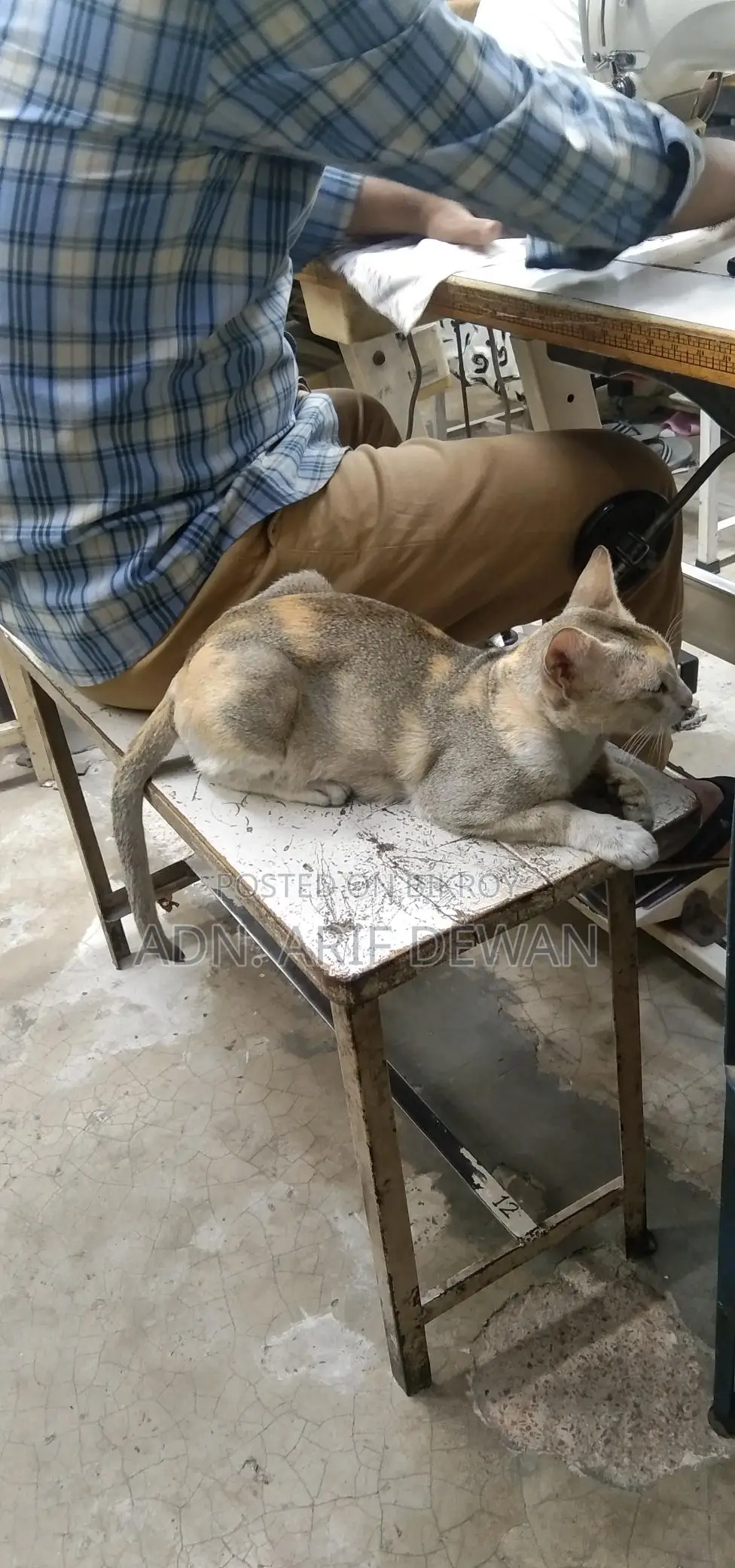 দেশি বিড়াল
