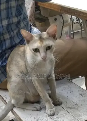 দেশি বিড়াল