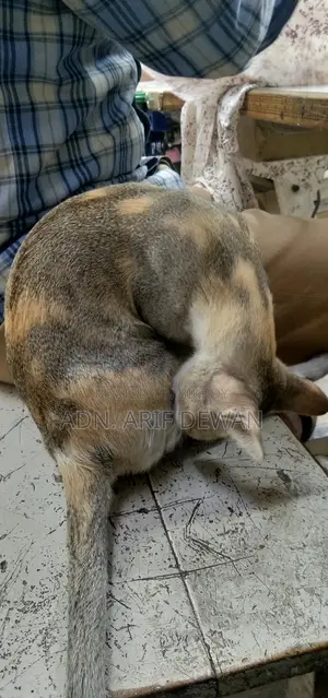 দেশি বিড়াল
