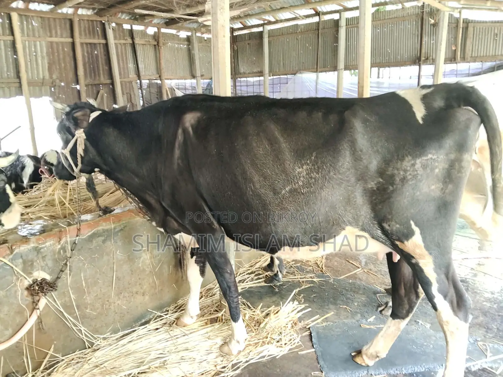 Milch cow for sale