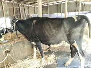 Milch cow for sale
