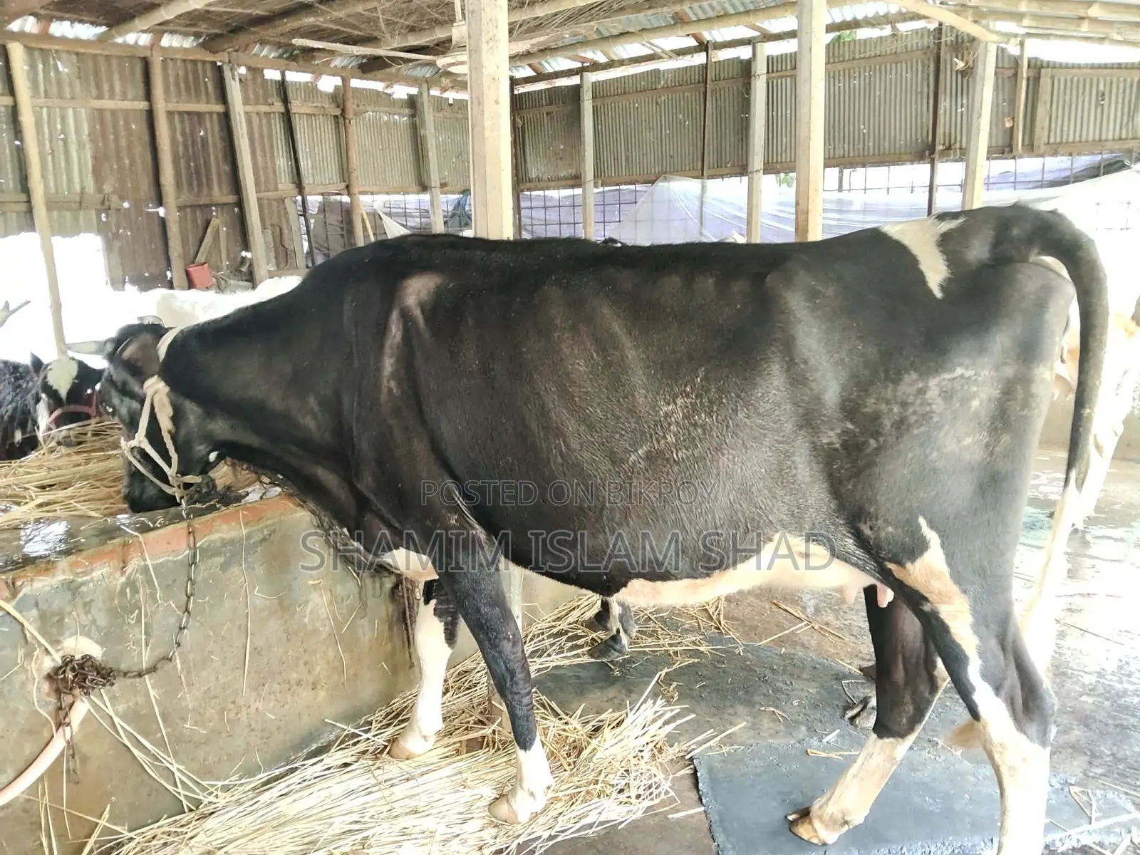 Milch cow for sale