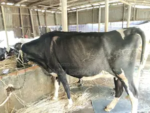 Milch cow for sale