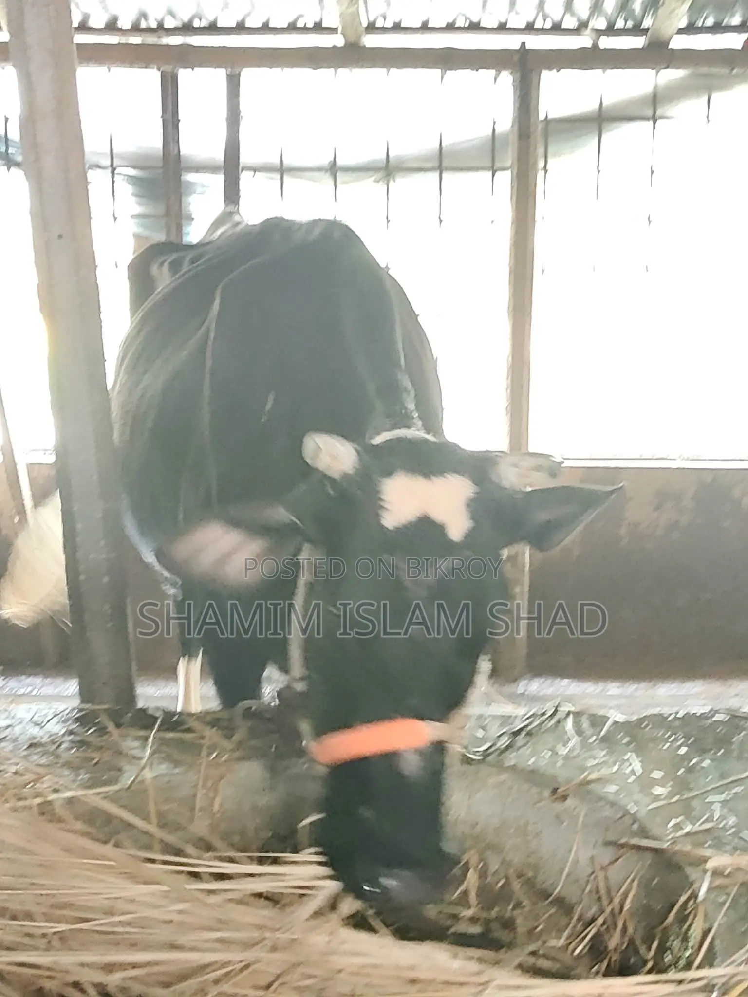 Milch cow for sale