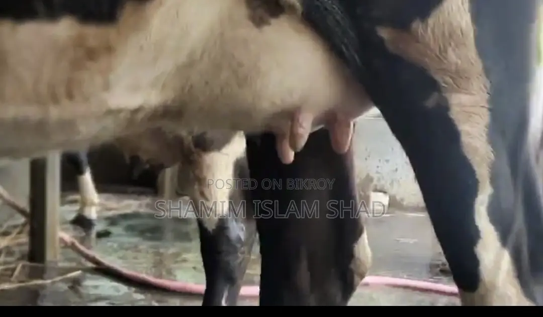 Milch cow for sale