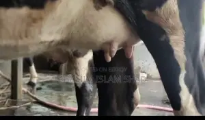 Milch cow for sale