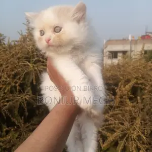 Pure persian Male female kitten