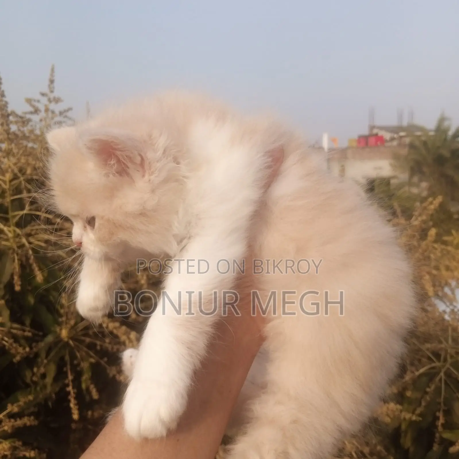 Pure Persian Male and Female Kittens