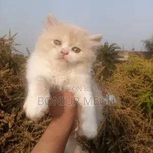 Pure Persian Male and Female Kittens
