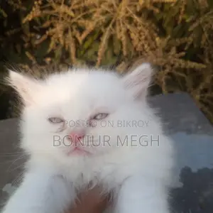 Pure Persian Male and Female Kittens
