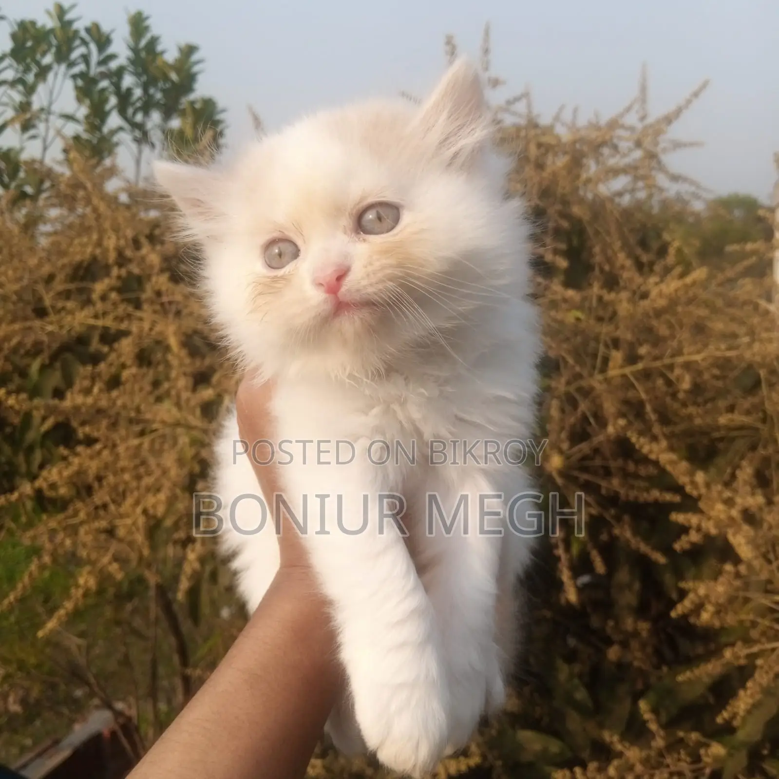 Pure Persian Male and Female Kittens