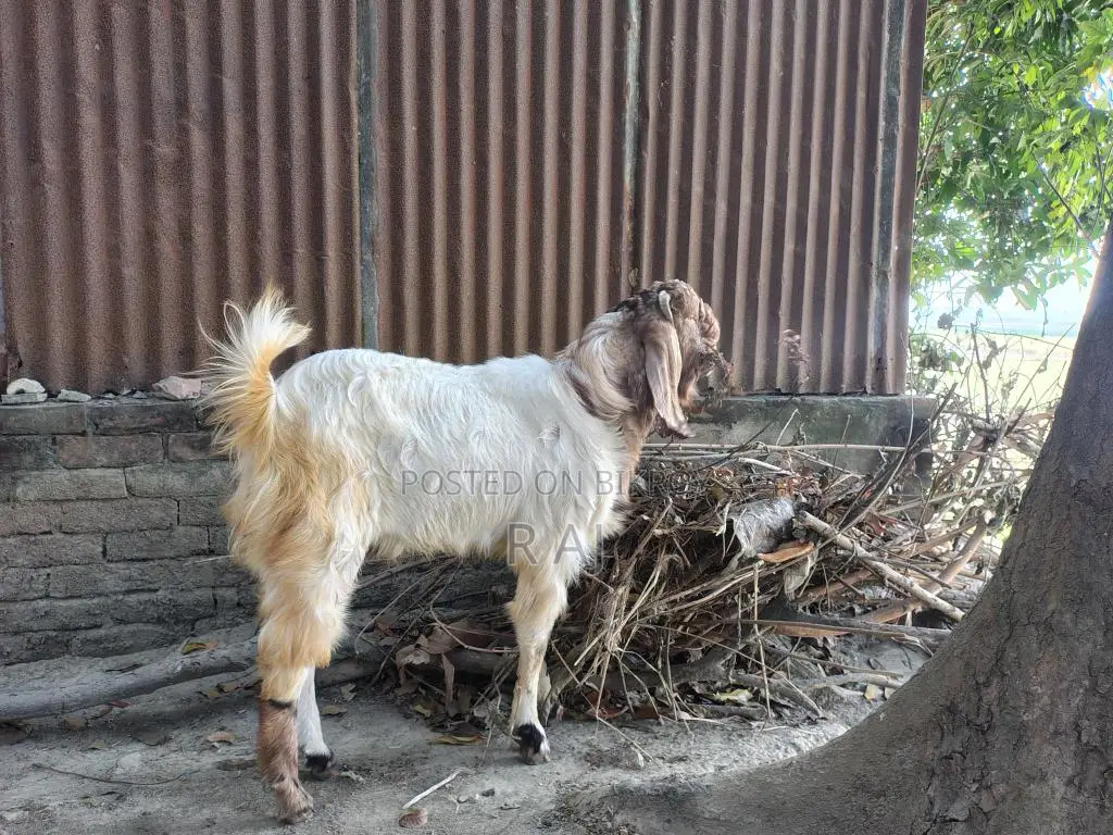 Totapuri Goat Kid