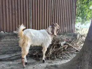 Totapuri Goat Kid