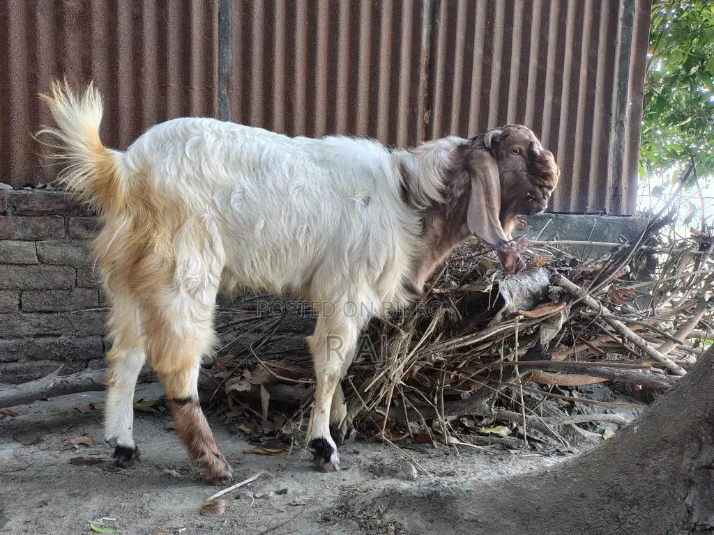 Totapuri Goat Kid