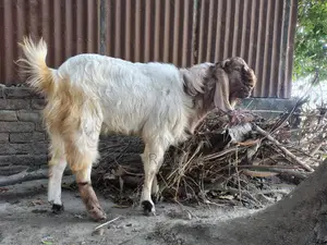 Totapuri Goat Kid
