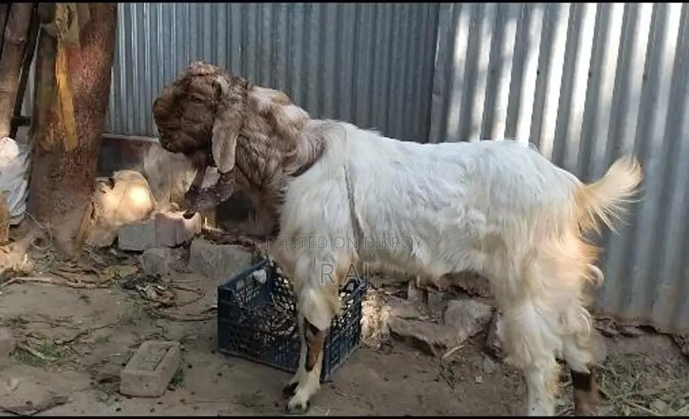 Totapuri Goat Kid