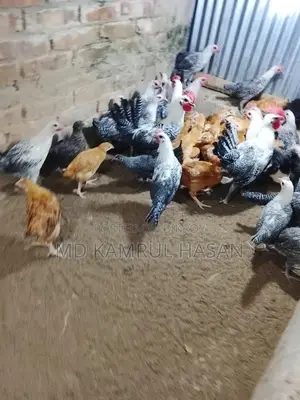 ফাউমি মুরগি