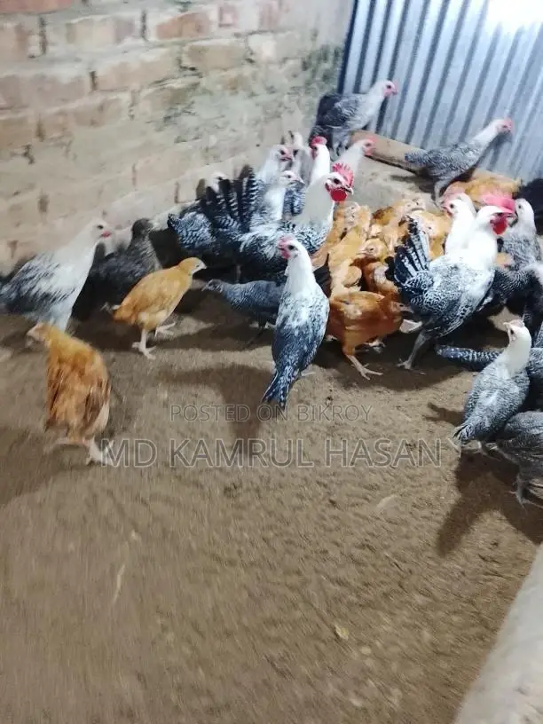 ফাউমি মুরগি