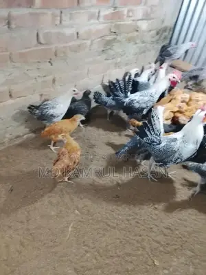 ফাউমি মুরগি