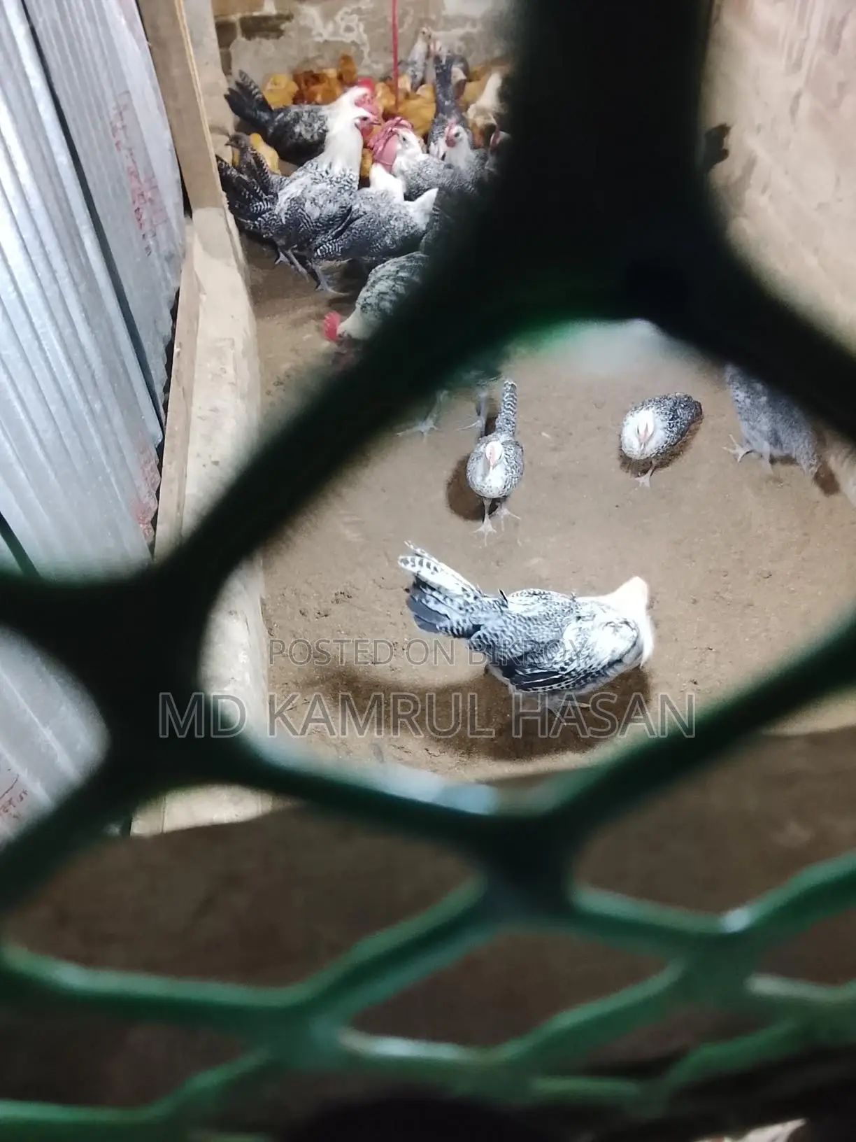 ফাউমি মুরগি