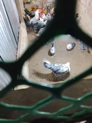 ফাউমি মুরগি