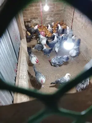ফাউমি মুরগি