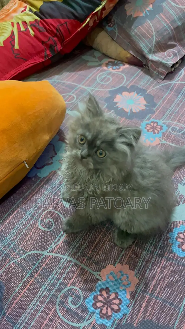 Persian Male