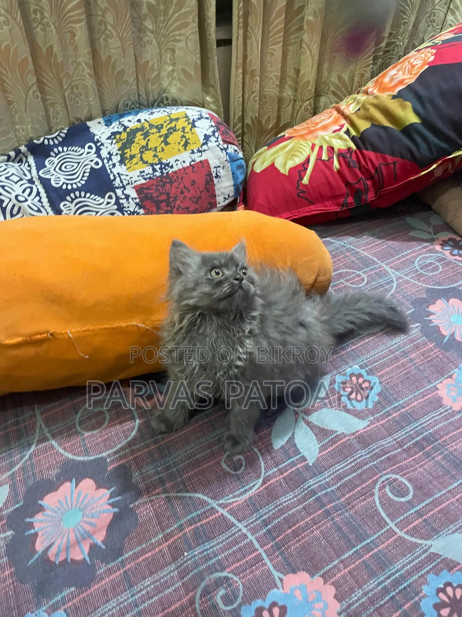 Persian Male