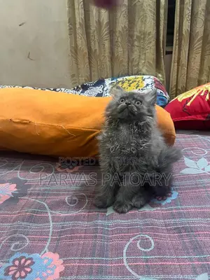 Persian Male