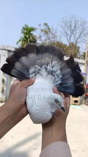 Kaldum Male Pigeon