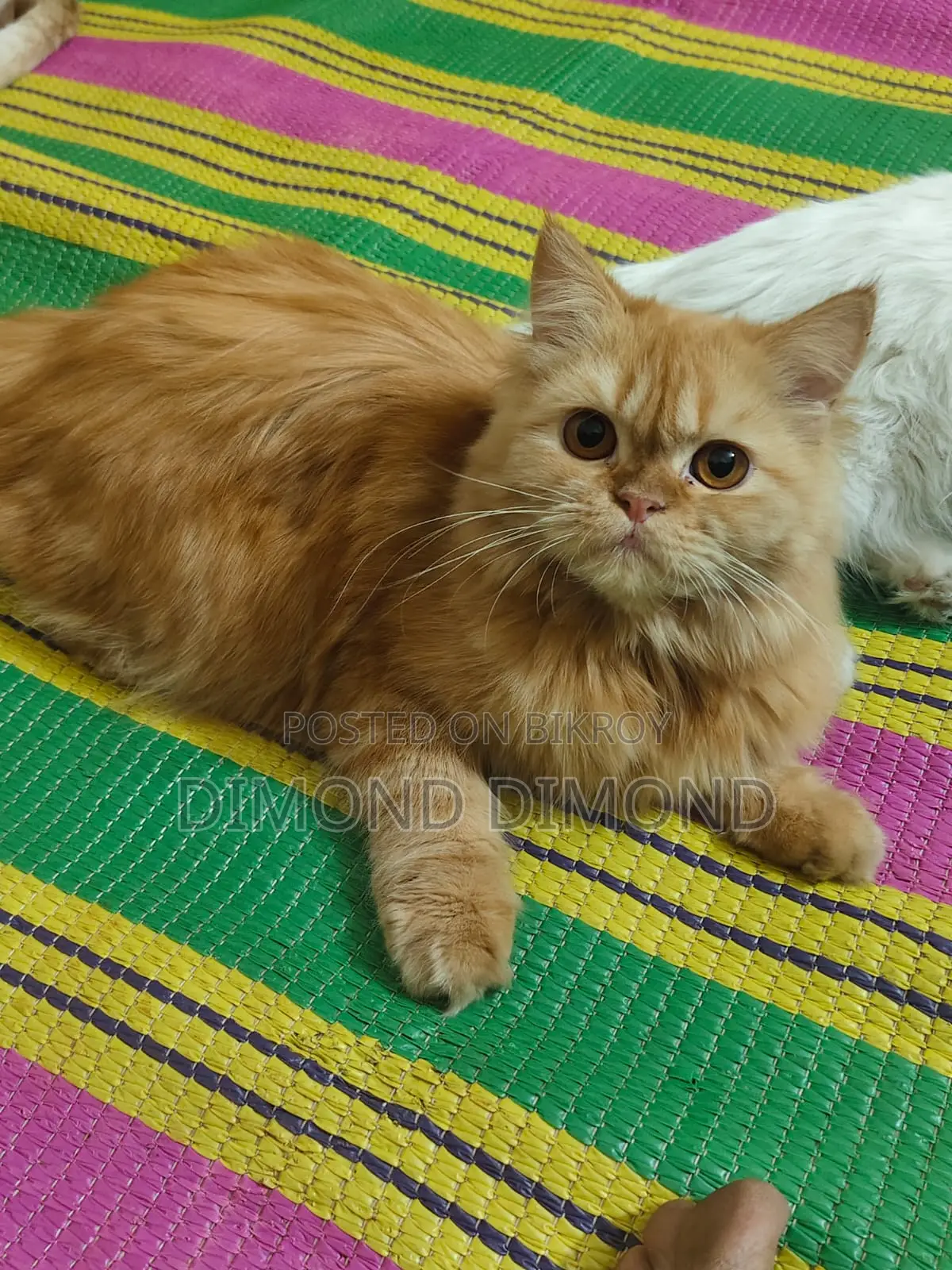 Pure Persian