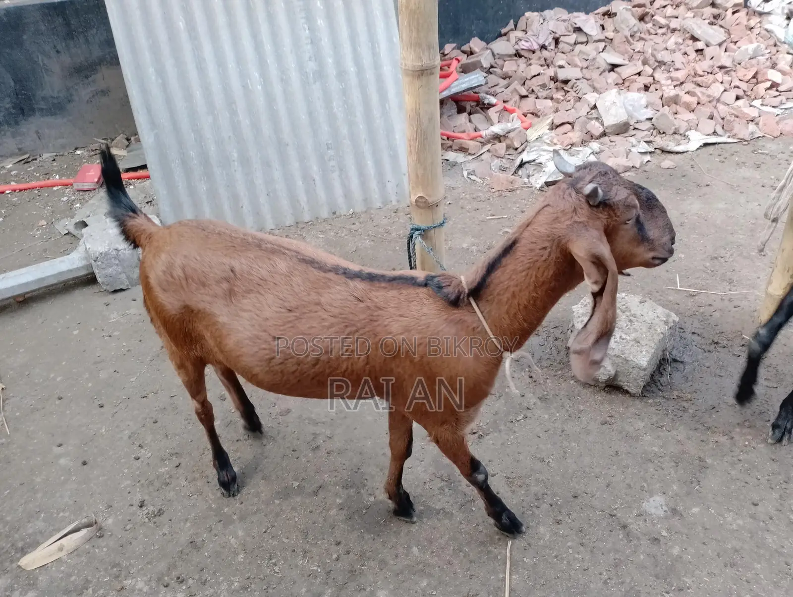 2 Goats for Sale