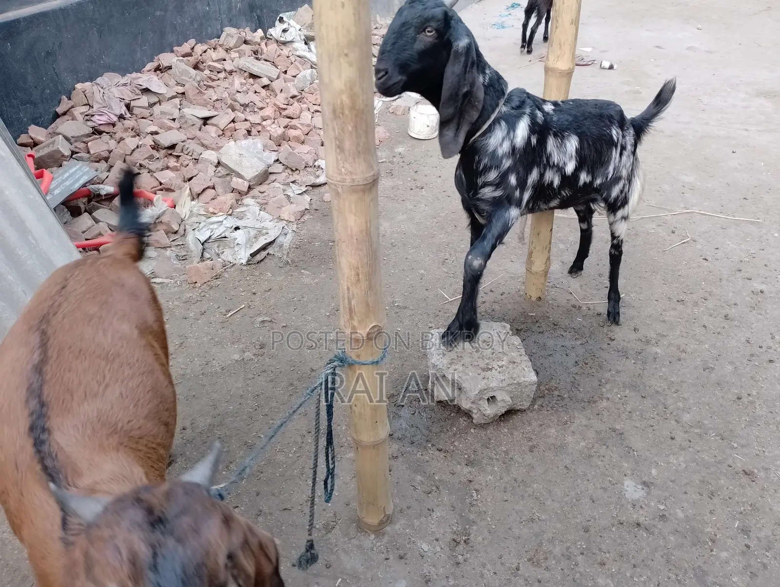 2 Goats for Sale