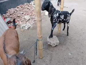 2 Goats for Sale