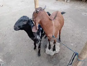 2 Goats for Sale