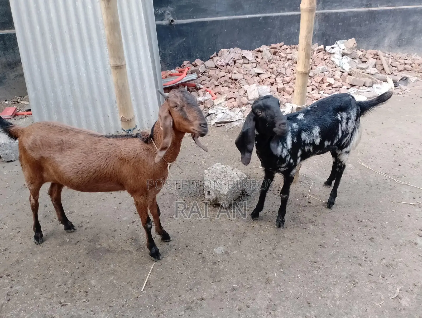 2 Goats for Sale