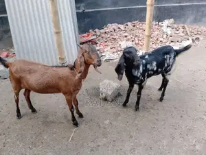 2 Goats for Sale