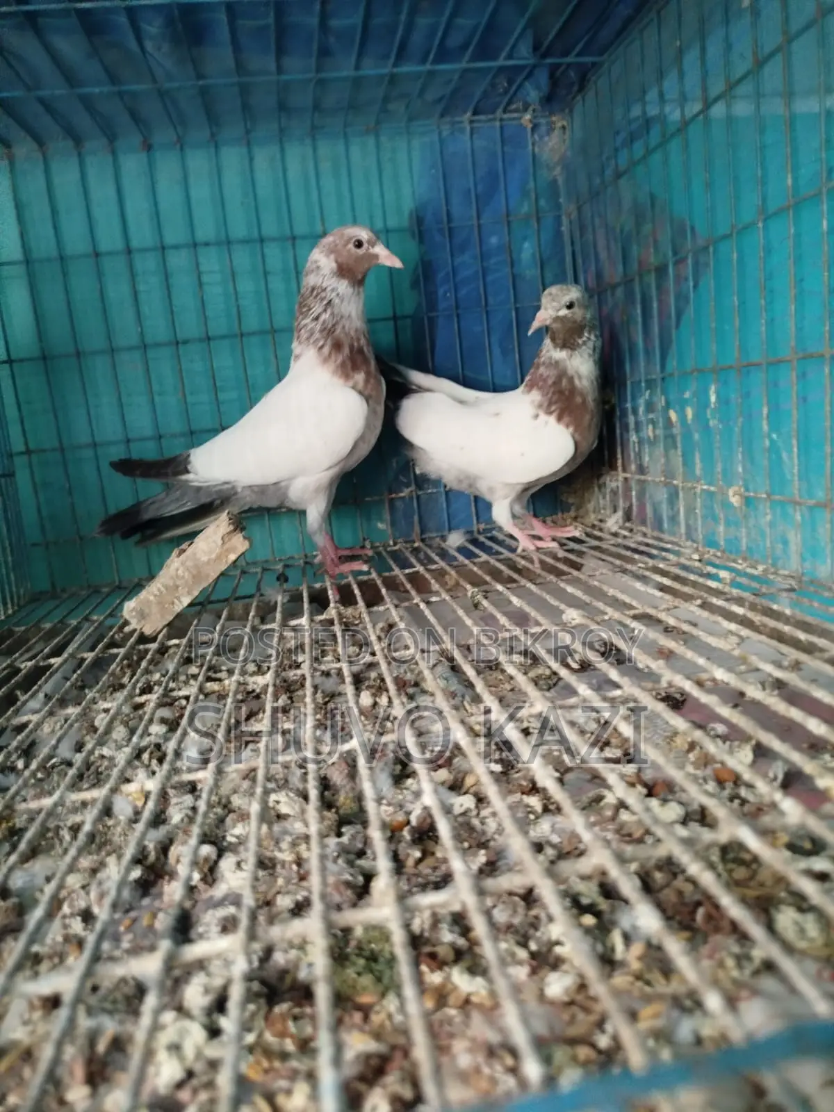 Lali Pigeon