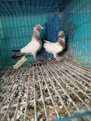 Lali Pigeon