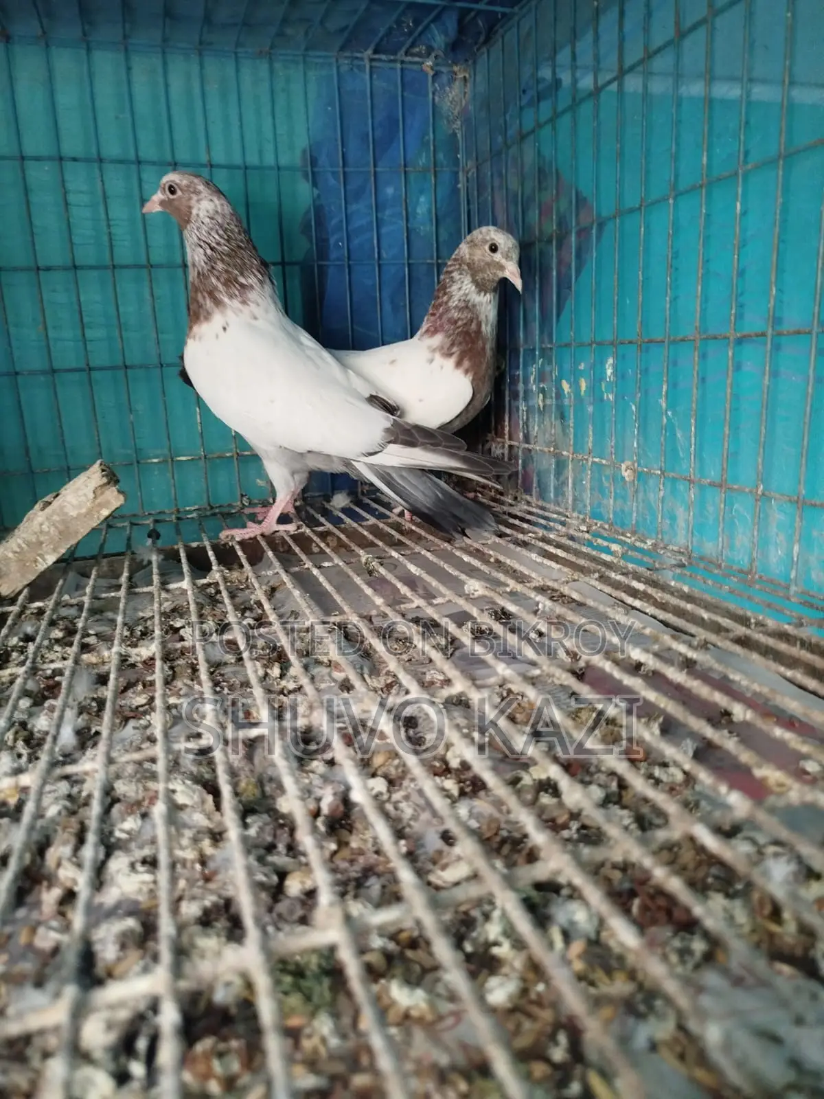 Lali Pigeon