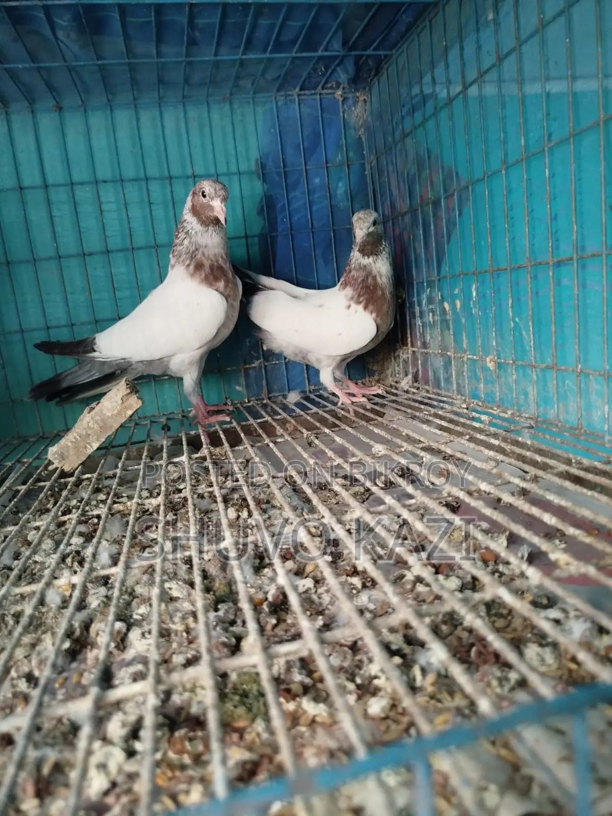 Lali Pigeon