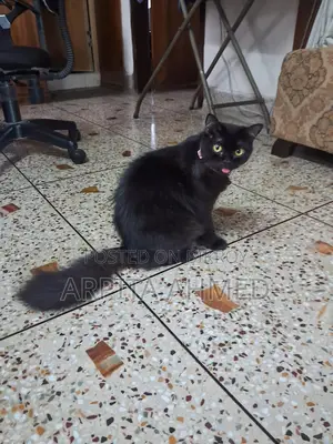 A Persian cat Selling post