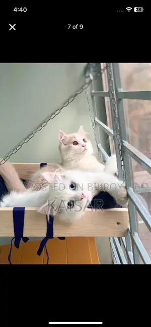 Double Coated Kitten