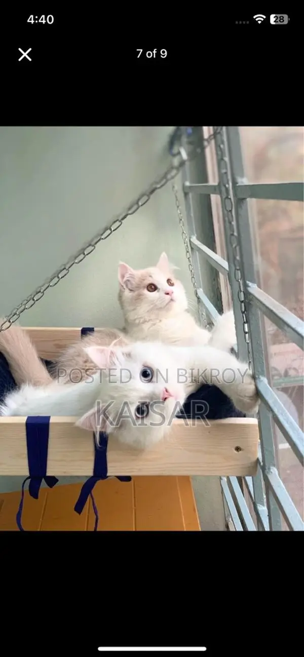 Double Coated Kitten