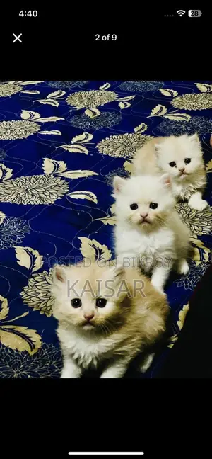 Double Coated Kitten