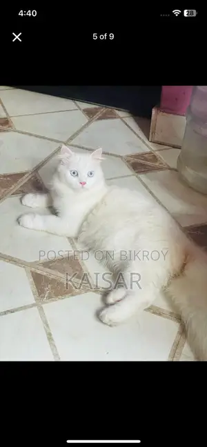 Double Coated Kitten